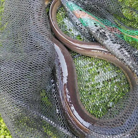 Agro-tur W Szuwarach