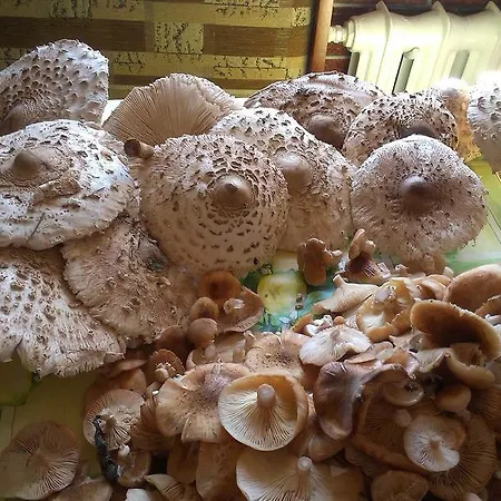 Agro-tur W Szuwarach Quarto em Acomodações Particulares