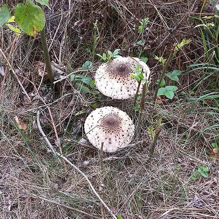 Agro-tur W Szuwarach * Kuty