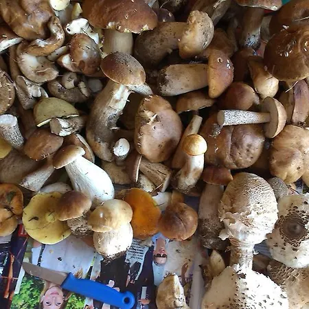 Agro-tur W Szuwarach Quarto em Acomodações Particulares