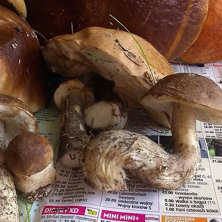 Agro-tur W Szuwarach