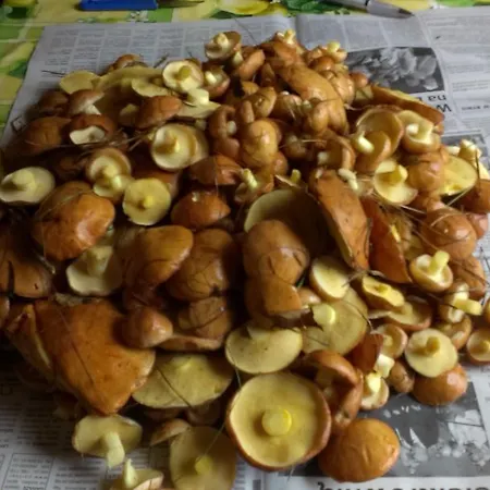 Homestay Agro-tur W Szuwarach